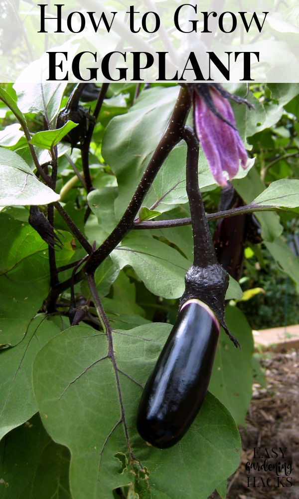 An eggplant growing in the garden