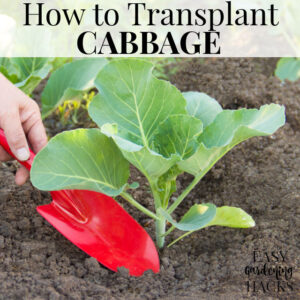 How to Transplant Cabbage Seedlings