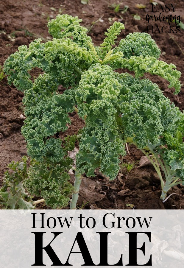 Kale plant growing in a vegetable garden.
