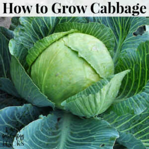 How to Grow Cabbage