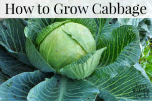 How to Grow Cabbage - Easy Gardening Hacks™