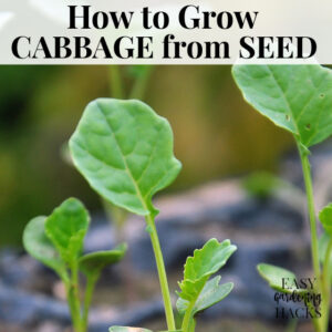 How to Grow Cabbage from Seed