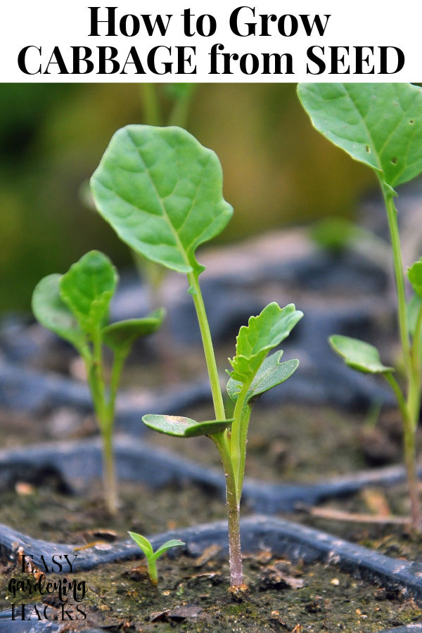 How to Grow Cabbage from Seed