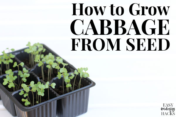 How to Grow Cabbage from Seed