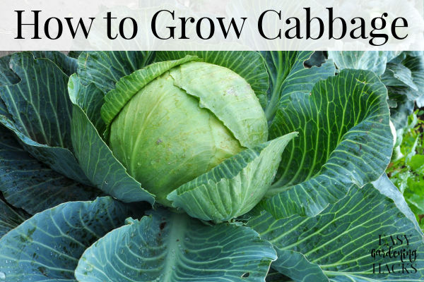 grow cabbage