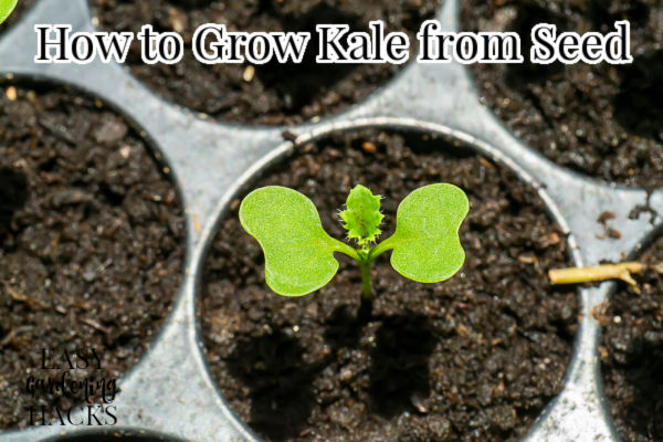 kale seedling growing in a pot.