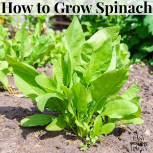 a spinach plant growing in a vegetable garden