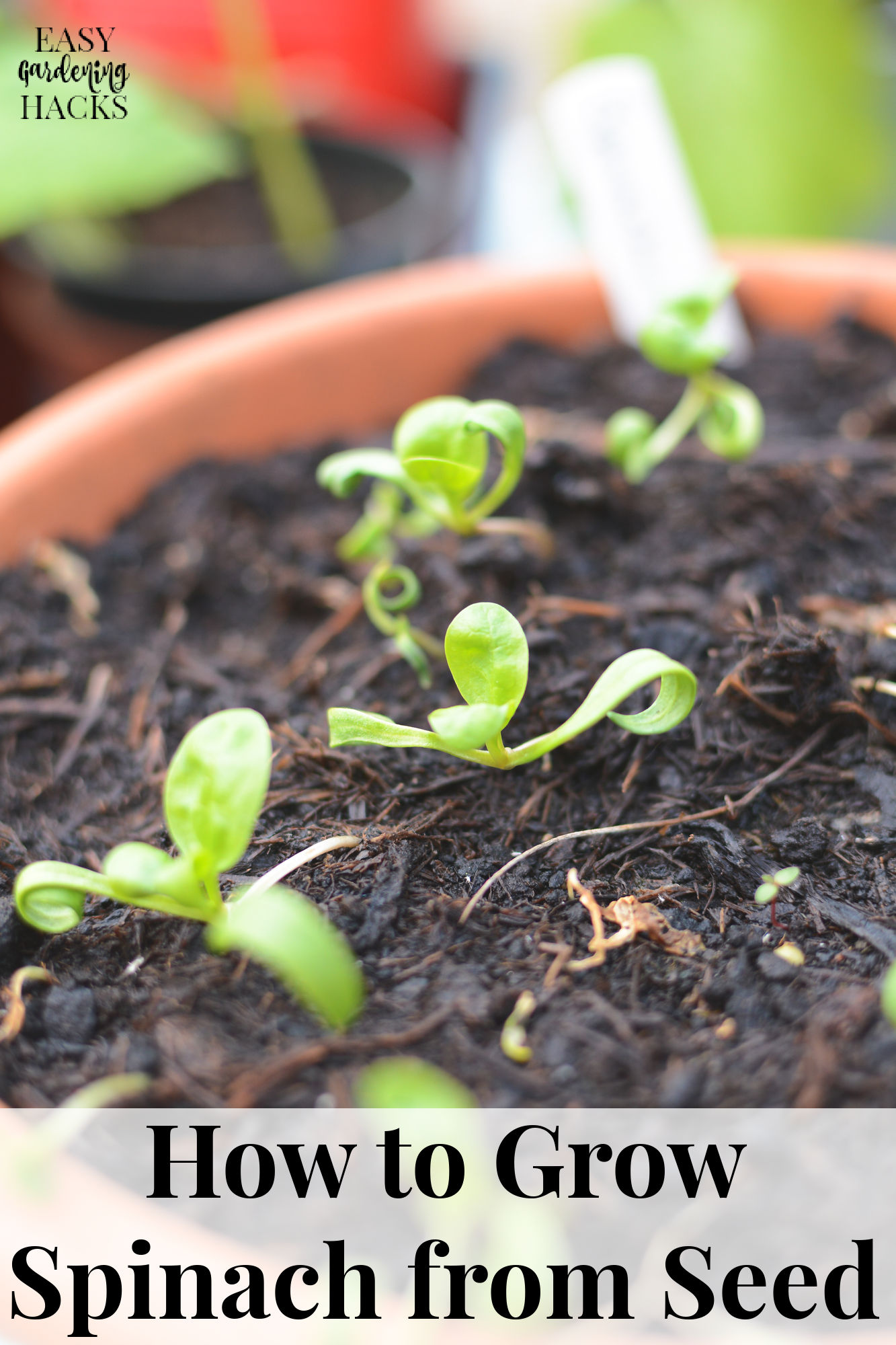 How to Grow Spinach from Seed 