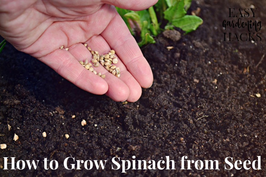 How to Grow Spinach from Seed Easy Gardening Hacks™