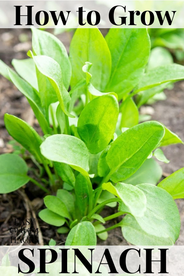 A spinach plant growing in a vegetable garden