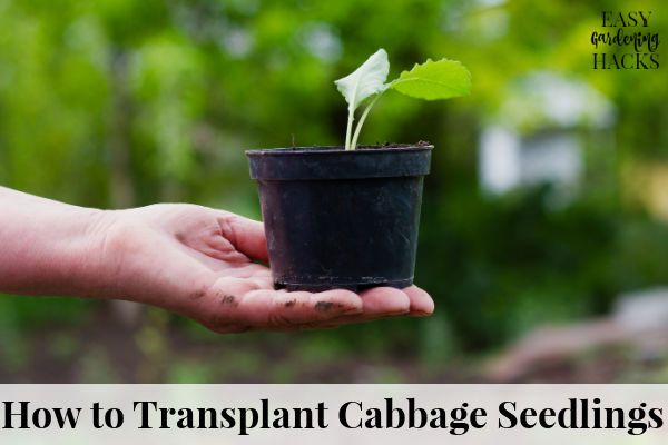 How to Transplant Cabbage Seedlings
