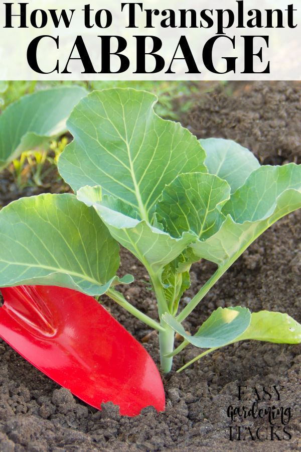 How to Transplant Cabbage Seedlings