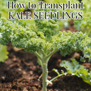 How to Transplant Kale Seedlings