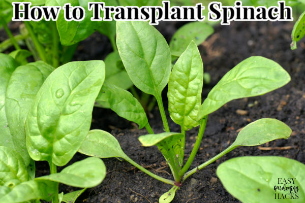 A newly transplanted spinach seedling in the garden