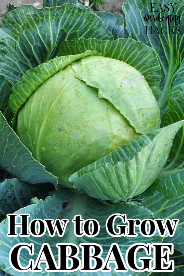 Cabbage grows in the garden