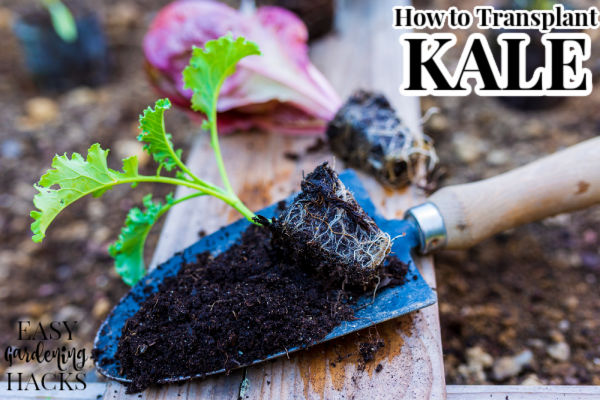 Tips for Transplanting Kale