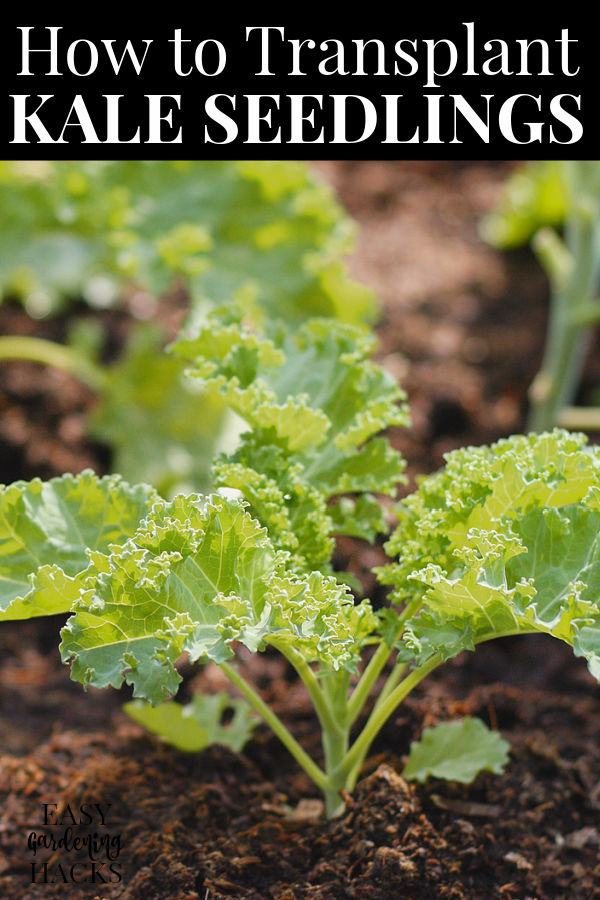 how to transplant kale seedling to your vegetable garden