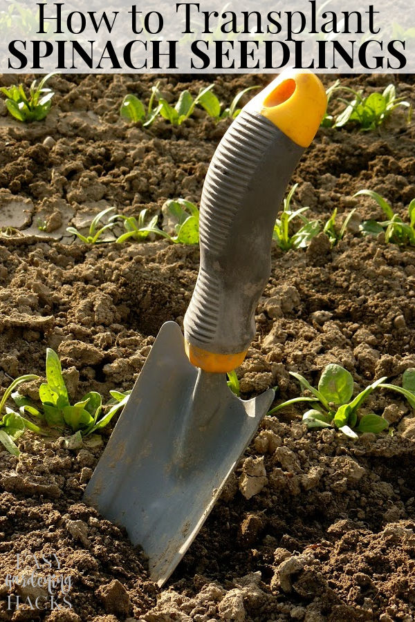 small shovel at the background of vegetable bed with growing spinach seedlings