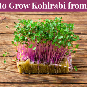 How to Grow Kohlrabi from Seed