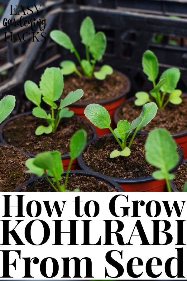How to Grow Kohlrabi from Seed