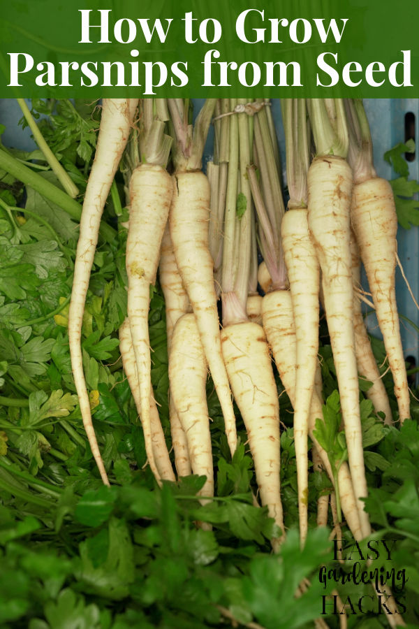 How to Grow Parsnips from Seed
