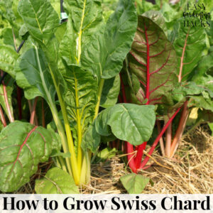 How to Grow Swiss Chard