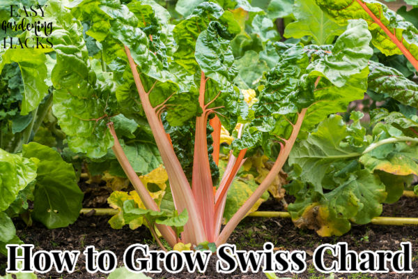 Rainbow Chard plants growing in a vegetable garden.