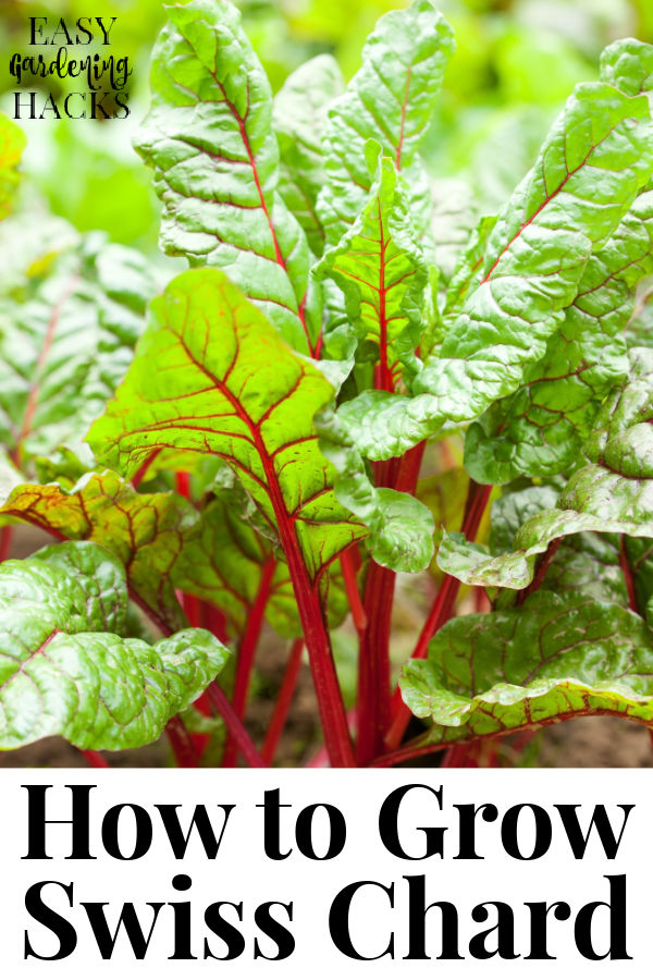 Rainbow Chard plants growing in a vegetable garden.