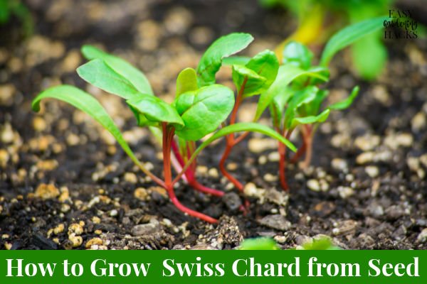 How To Grow Swiss Chard From Seed Easy Gardening Hacks