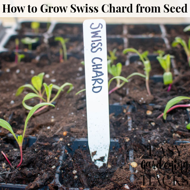 How To Grow Swiss Chard From Seed Easy Gardening Hacks