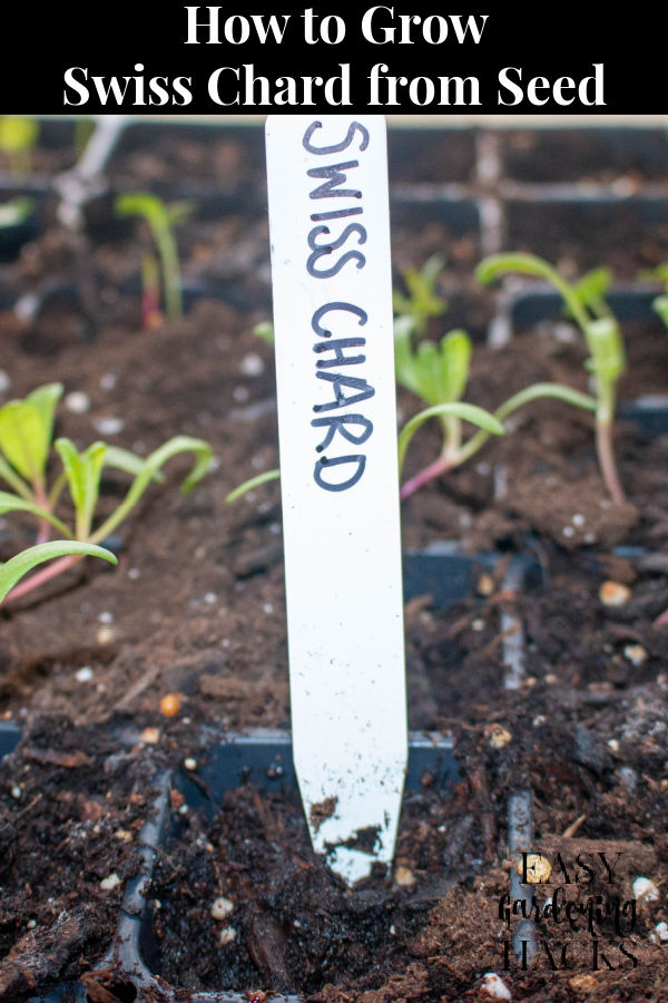 How To Grow Swiss Chard From Seed Easy Gardening Hacks