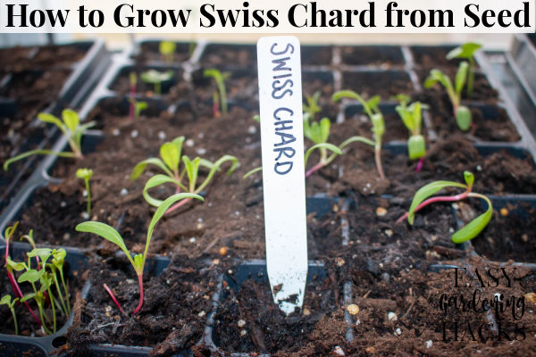 How to Grow Swiss Chard from Seed - Easy Gardening Hacks™