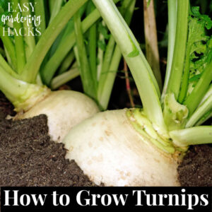 How to Grow Turnips