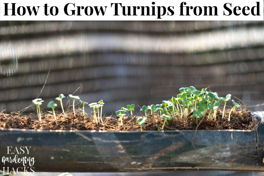 How to Grow Turnips from Seed Easy Gardening Hacks™
