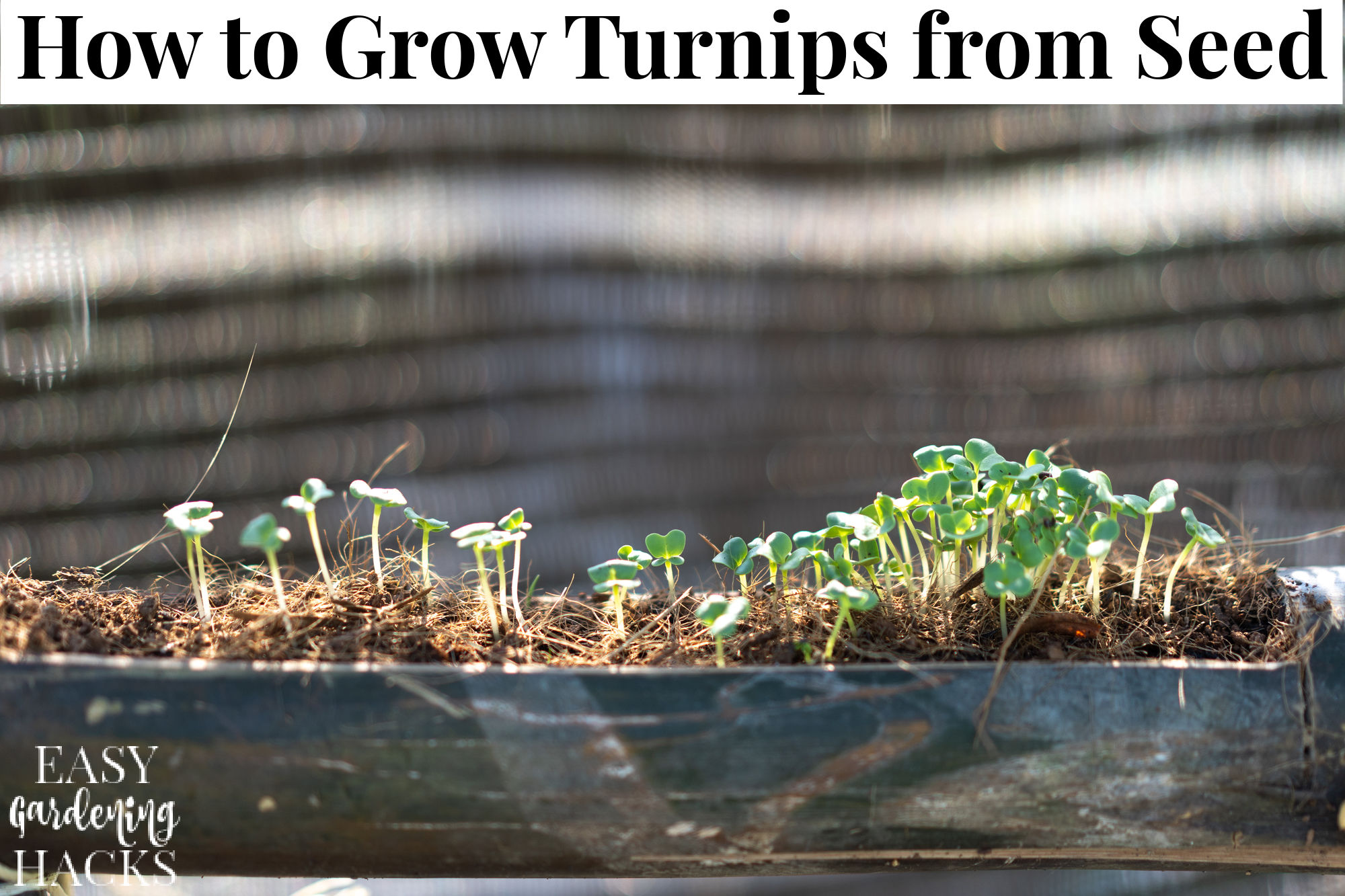 How to Grow Turnips from Seed