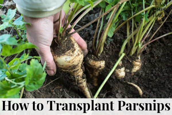 How to Transplant Parsnip Seedlings