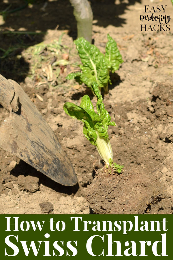 How to Transplant Swiss Chard Seedlings