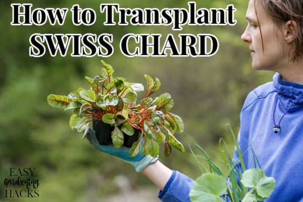How to Transplant Swiss Chard Seedlings