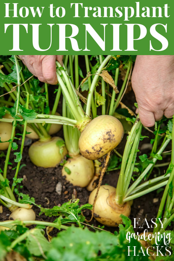 How to Transplant Turnip Seedlings