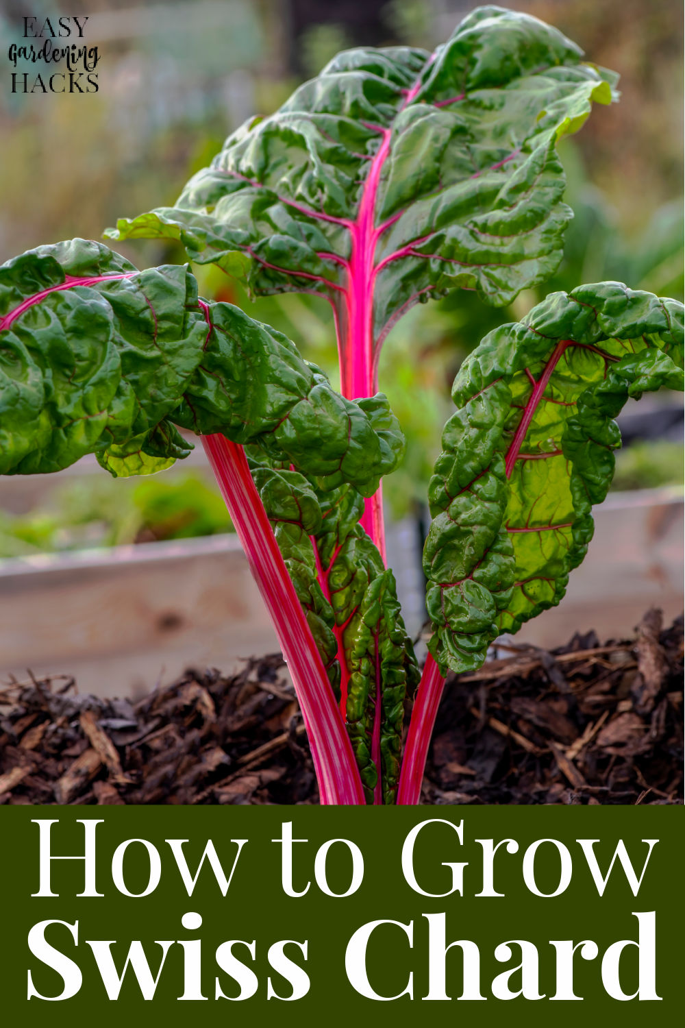 Swiss chard plant growing in a raised garden bed.