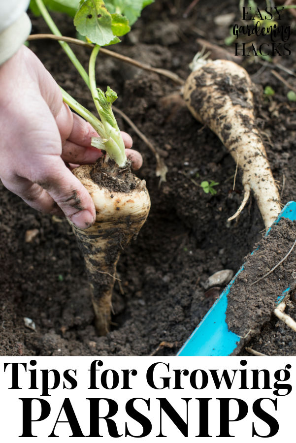 Tips for Growing Parsnips