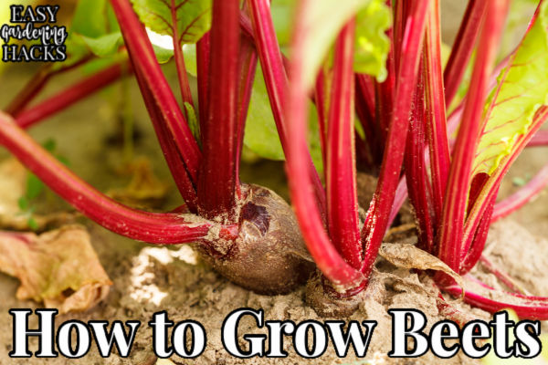 How to Grow Beets - Easy Gardening Hacks™