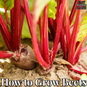 How to Grow Beets