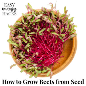 How to Grow Beets from Seed
