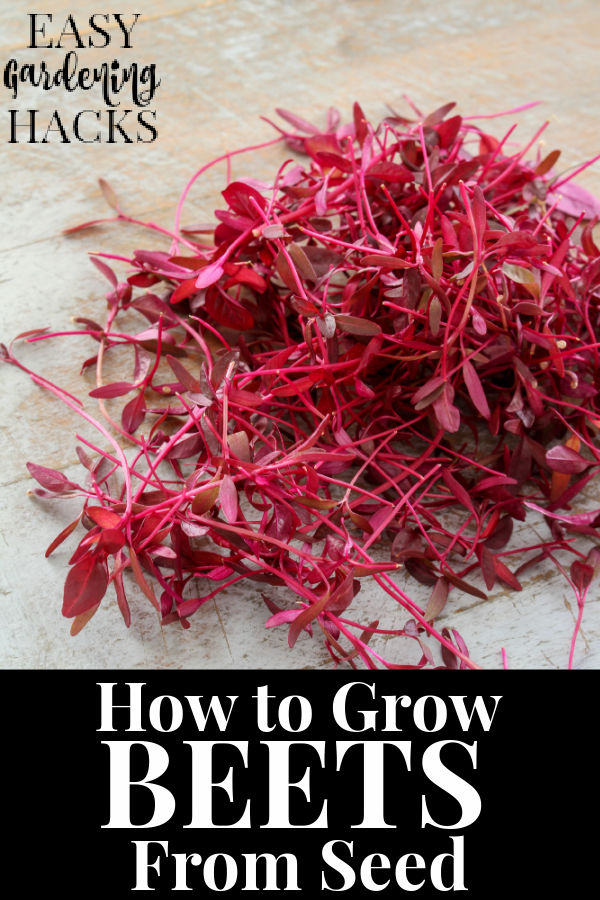 How to Grow Beets from Seed