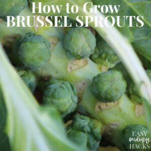 How to Grow Brussels Sprouts