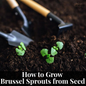 How to Grow Brussel Sprouts from Seed