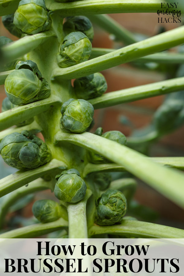 How to Grow Brussel Sprouts