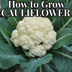 How to Grow Cauliflower