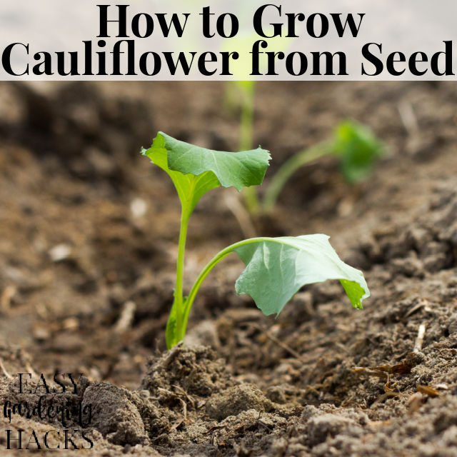 How to Grow Cauliflower from Seed
